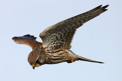 Kestrel photographed at Ladies Bay on 30/12/2012. Photo: &copy; Nick Dean