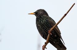 Starling photographed at Rousse [ROU] on 11/1/2013. Photo: &copy; Simon Murfitt