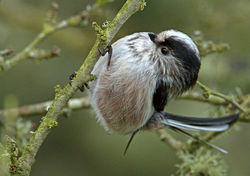 Long-tailed Tit photographed at Vaux de Monel [MON] on 16/1/2013. Photo: &copy; Mike Cunningham