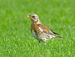 Fieldfare photographed at Colin Best NR [CNR] on 23/1/2013. Photo: &copy; Mike Cunningham
