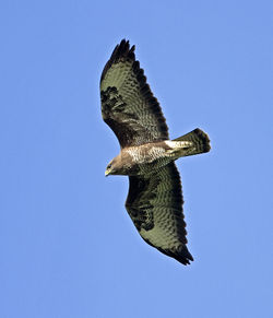 Buzzard photographed at St Peter in the Wood (Parish) on 26/1/2013. Photo: &copy; Mike Cunningham