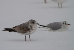 Common Gull photographed at Norfolk on 20/1/2013. Photo: &copy; Vic Froome