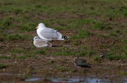 Common Gull photographed at Rue des Hougues, STA [H04] on 27/1/2013. Photo: &copy; Vic Froome