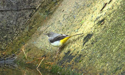 Grey Wagtail photographed at Reservoir [RES] on 4/2/2013. Photo: &copy; David Du jardin