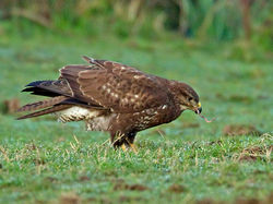 Buzzard photographed at Creux Mahie, TOR on 16/2/2013. Photo: &copy; Mike Cunningham