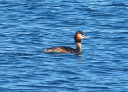 Great Crested Grebe photographed at Fort Grey [FO2] on 16/2/2013. Photo: &copy; Tracey Henry