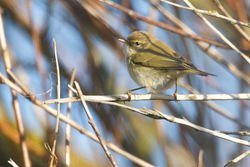Chiffchaff photographed at Claire Mare [CLA] on 16/2/2013. Photo: &copy; Chris Bale