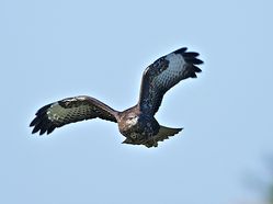Buzzard photographed at Creux Mahie, TOR [CRX] on 18/2/2013. Photo: &copy; Royston Carré