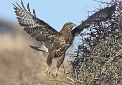 Buzzard photographed at Creux Mahie, TOR [CRX] on 19/2/2013. Photo: &copy; Royston Carré