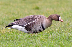 White-fronted Goose photographed at Colin Best NR [CNR] on 2/3/2013. Photo: &copy; Anthony Loaring