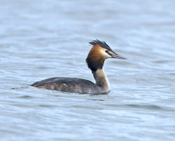Great Crested Grebe photographed at Vazon [VAZ] on 7/3/2013. Photo: &copy; Mike Cunningham