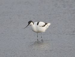 Avocet photographed at Colin Best NR [CNR] on 12/3/2013. Photo: &copy; Royston Carré