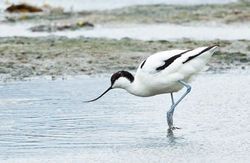 Avocet photographed at Colin Best NR [CNR] on 12/3/2013. Photo: &copy; Anthony Loaring