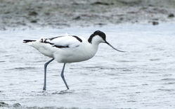 Avocet photographed at Colin Best NR [CNR] on 12/3/2013. Photo: &copy; Anthony Loaring