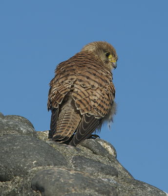 Kestrel photographed at Fort Le Crocq [FLC] on 14/3/2013. Photo: &copy; Karen Jehan