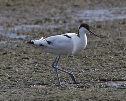 Avocet photographed at Colin Best NR [CNR] on 13/3/2013. Photo: &copy; Cindy  Carre