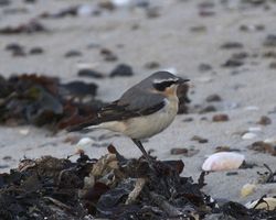 Wheatear photographed at Les Amarreurs [AMM] on 14/3/2013. Photo: &copy; Cindy  Carre