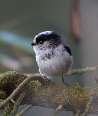 Long-tailed Tit photographed at St Peter Port [SPP] on 20/3/2013. Photo: &copy; Mike Cunningham
