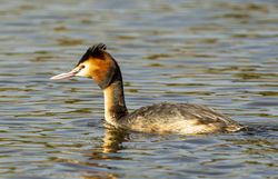 Great Crested Grebe photographed at Grandes Havres [GHA] on 23/3/2013. Photo: &copy; Anthony Loaring