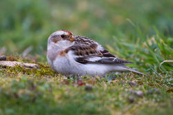 Snow Bunting photographed at Pleinmont [PLE] on 25/3/2013. Photo: &copy; Adrian Gidney