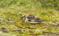 Snow Bunting photographed at Pleinmont [PLE] on 25/3/2013. Photo: &copy; Anthony Loaring