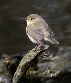 Chiffchaff photographed at Reservoir [RES] on 27/3/2013. Photo: &copy; Mike Cunningham