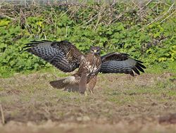 Buzzard photographed at Creux Mahie, TOR [CRX] on 28/3/2013. Photo: &copy; Royston Carré