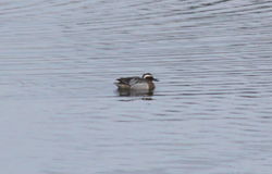 Garganey photographed at Vale Pond [VAL] on 28/3/2013. Photo: &copy; Lydia Miller