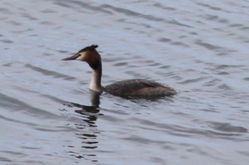 Great Crested Grebe photographed at Grandes Havres [GHA] on 25/3/2013. Photo: &copy; Lydia Miller