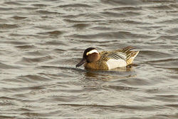 Garganey photographed at Vale Pond [VAL] on 29/3/2013. Photo: &copy; Anthony Loaring
