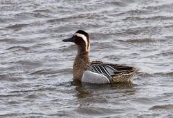 Garganey photographed at Vale Pond [VAL] on 29/3/2013. Photo: &copy; Vic Froome