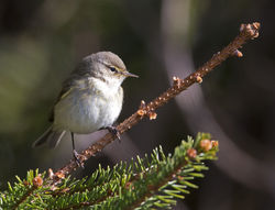 Chiffchaff photographed at St Peter Port [SPP] on 6/4/2013. Photo: &copy; Mike Cunningham