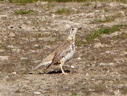 Mistle Thrush photographed at Rue Battee, VAL [BAT] on 6/4/2013. Photo: &copy; Mark Guppy