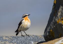 Wheatear photographed at Jaonneuse [JAO] on 9/4/2013. Photo: &copy; David Du jardin