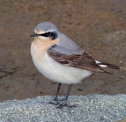 Wheatear photographed at Fort Doyle [DOY] on 14/4/2013. Photo: &copy; Mark Lawlor