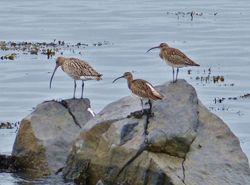 Whimbrel photographed at Grandes Havres [GHA] on 24/4/2013. Photo: &copy; Tracey Henry