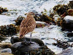 Whimbrel photographed at Grandes Havres [GHA] on 24/4/2013. Photo: &copy; Tracey Henry