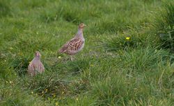 Grey Partridge photographed at Pleinmont [PLE] on 1/5/2013. Photo: &copy; Dan Scott