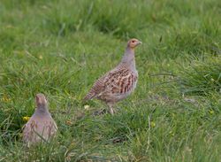 Grey Partridge photographed at Pleinmont [PLE] on 1/5/2013. Photo: &copy; Dan Scott