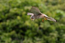 Kestrel photographed at Grandes Havres [GHA] on 11/5/2013. Photo: &copy; Simon Murfitt