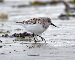 Sanderling photographed at L'Eree [LER] on 28/5/2013. Photo: &copy; Mike Cunningham