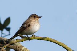 Spotted Flycatcher photographed at Fort Saumarez [FSA] on 31/5/2013. Photo: &copy; Rod Ferbrache