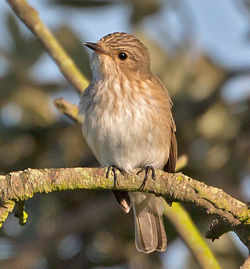 Spotted Flycatcher photographed at Fort Saumarez [FSA] on 31/5/2013. Photo: &copy; Mike Cunningham