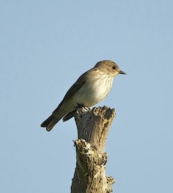 Spotted Flycatcher photographed at Fort Saumarez [FSA] on 31/5/2013. Photo: &copy; Royston Carré