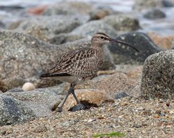 Whimbrel photographed at Herm [HER] on 6/6/2013. Photo: &copy; Robert Atkinson