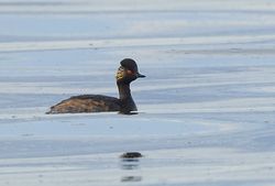 Black-necked Grebe photographed at Vazon on 25/7/2013. Photo: &copy; Anthony Loaring