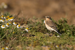 Wheatear photographed at Pleinmont [PLE] on 18/8/2013. Photo: &copy; Rod Ferbrache