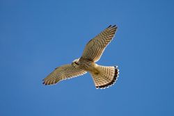 Kestrel photographed at Rocquaine [ROC] on 2/9/2013. Photo: &copy; Jay Friend
