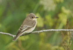 Spotted Flycatcher photographed at Vale Pond on 14/9/2013. Photo: &copy; Anthony Loaring