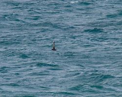 Sooty Shearwater photographed at Jaonneuse [JAO] on 18/9/2013. Photo: &copy; Vic Froome